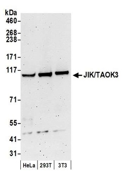 Rabbit anti-JIK/TAOK3 Antibody, Affinity Purified