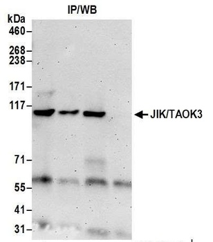 Rabbit anti-JIK/TAOK3 Antibody, Affinity Purified