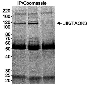 Rabbit anti-JIK/TAOK3 Antibody, Affinity Purified