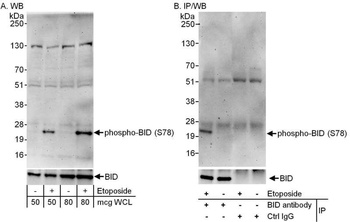 Rabbit anti-Phospho BID (S78) Antibody, Affinity Purified