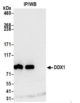 Rabbit anti-DDX1 Antibody, Affinity Purified