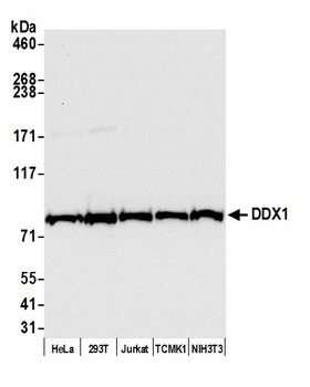 Rabbit anti-DDX1 Antibody, Affinity Purified