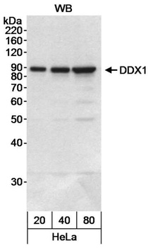 Rabbit anti-DDX1 Antibody, Affinity Purified