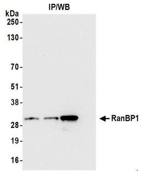 Rabbit anti-RanBP1 Antibody, Affinity Purified
