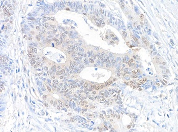 Rabbit anti-RanBP1 Antibody, Affinity Purified
