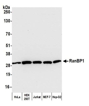 Rabbit anti-RanBP1 Antibody, Affinity Purified