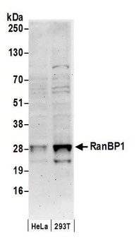 Rabbit anti-RanBP1 Antibody, Affinity Purified