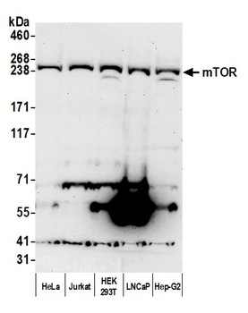 Rabbit anti-mTOR Antibody, Affinity Purified
