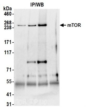 Rabbit anti-mTOR Antibody, Affinity Purified