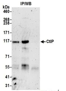 Rabbit anti-CtIP Antibody, Affinity Purified