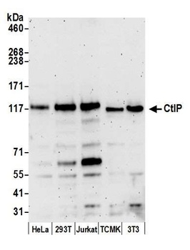 Rabbit anti-CtIP Antibody, Affinity Purified