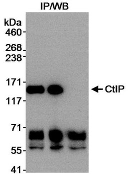 Rabbit anti-CtIP Antibody, Affinity Purified