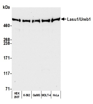 Rabbit anti-Lasu1/Ureb1 Antibody, Affinity Purified