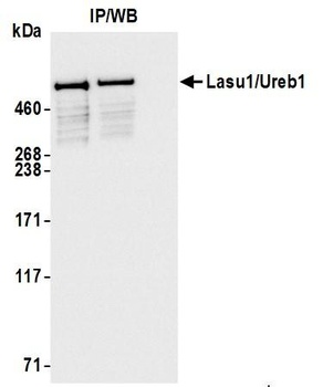 Rabbit anti-Lasu1/Ureb1 Antibody, Affinity Purified