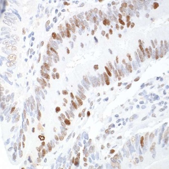 Rabbit anti-RCH1/KPNA2 Antibody, Affinity Purified