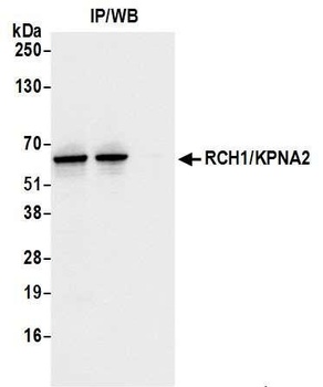 Rabbit anti-RCH1/KPNA2 Antibody, Affinity Purified