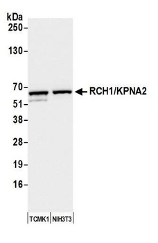 Rabbit anti-RCH1/KPNA2 Antibody, Affinity Purified
