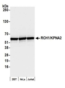 Rabbit anti-RCH1/KPNA2 Antibody, Affinity Purified