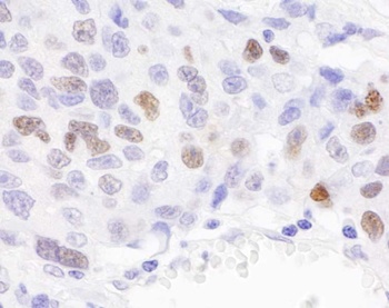Rabbit anti-RCH1/KPNA2 Antibody, Affinity Purified