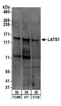 Rabbit anti-LATS1 Antibody, Affinity Purified