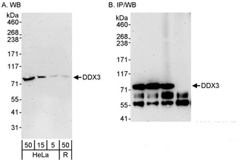 Rabbit anti-DDX3 Antibody, Affinity Purified