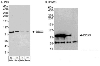 Rabbit anti-DDX3 Antibody, Affinity Purified
