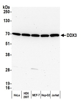 Rabbit anti-DDX3 Antibody, Affinity Purified