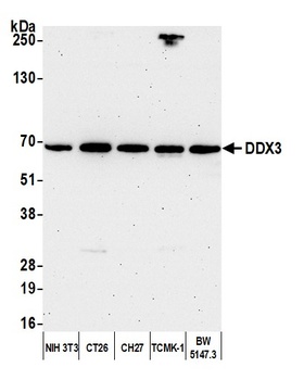 Rabbit anti-DDX3 Antibody, Affinity Purified