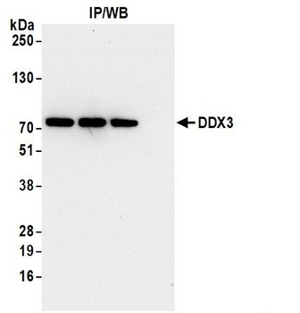 Rabbit anti-DDX3 Antibody, Affinity Purified