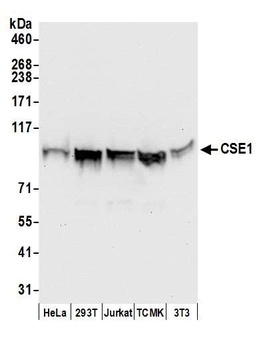 Rabbit anti-CSE1 Antibody, Affinity Purified