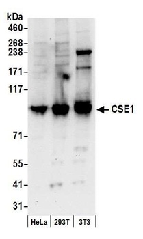Rabbit anti-CSE1 Antibody, Affinity Purified