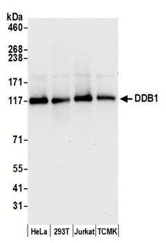 Rabbit anti-DDB1 Antibody, Affinity Purified