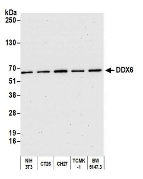 Rabbit anti-DDX6 Antibody, Affinity Purified