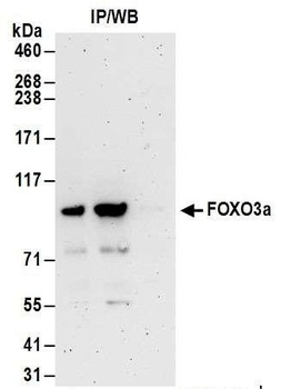 Rabbit anti-FOXO3a Antibody, Affinity Purified