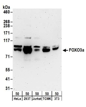 Rabbit anti-FOXO3a Antibody, Affinity Purified