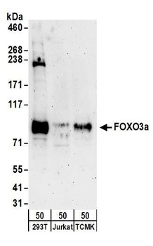 Rabbit anti-FOXO3a Antibody, Affinity Purified