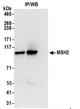 Rabbit anti-MSH2 Antibody, Affinity Purified