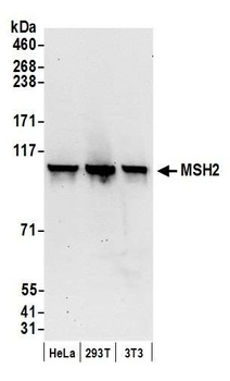 Rabbit anti-MSH2 Antibody, Affinity Purified