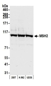 Rabbit anti-MSH2 Antibody, Affinity Purified