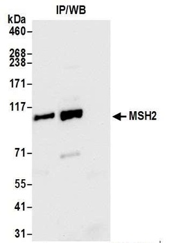 Rabbit anti-MSH2 Antibody, Affinity Purified