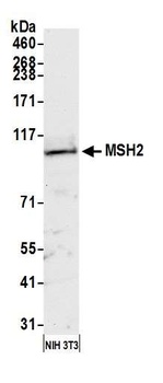 Rabbit anti-MSH2 Antibody, Affinity Purified