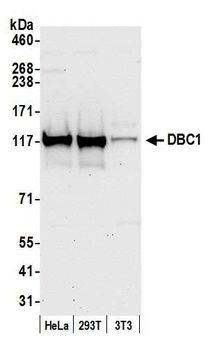 Rabbit anti-DBC1/p30 DBC Antibody, Affinity Purified