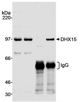 Rabbit anti-DHX15 Antibody, Affinity Purified