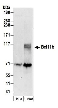 Rabbit anti-Bcl11b Antibody, Affinity Purified