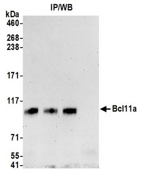 Rabbit anti-Bcl11a Antibody, Affinity Purified