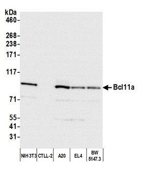 Rabbit anti-Bcl11a Antibody, Affinity Purified