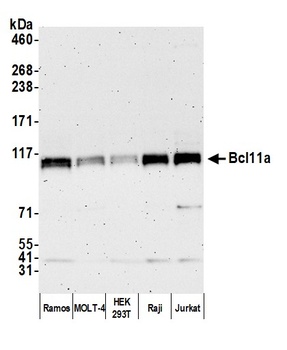 Rabbit anti-Bcl11a Antibody, Affinity Purified