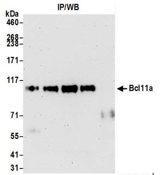 Rabbit anti-Bcl11a Antibody, Affinity Purified