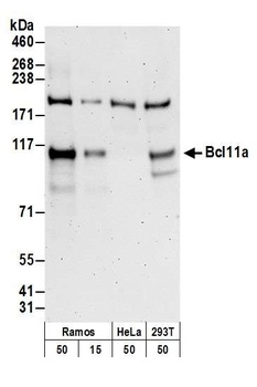Rabbit anti-Bcl11a Antibody, Affinity Purified
