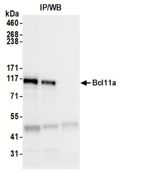 Rabbit anti-Bcl11a Antibody, Affinity Purified